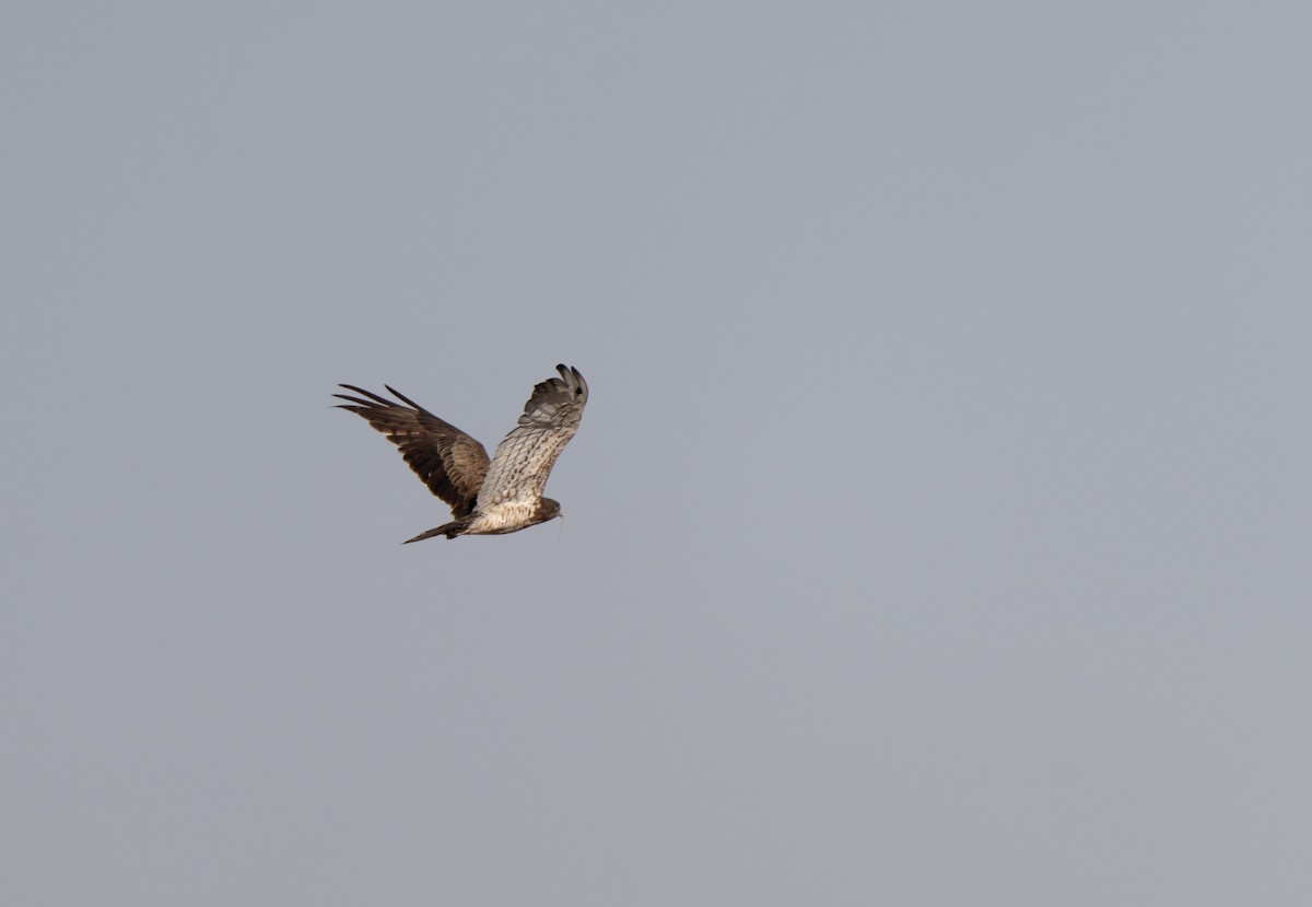 Culebrera Europea - ML646439320