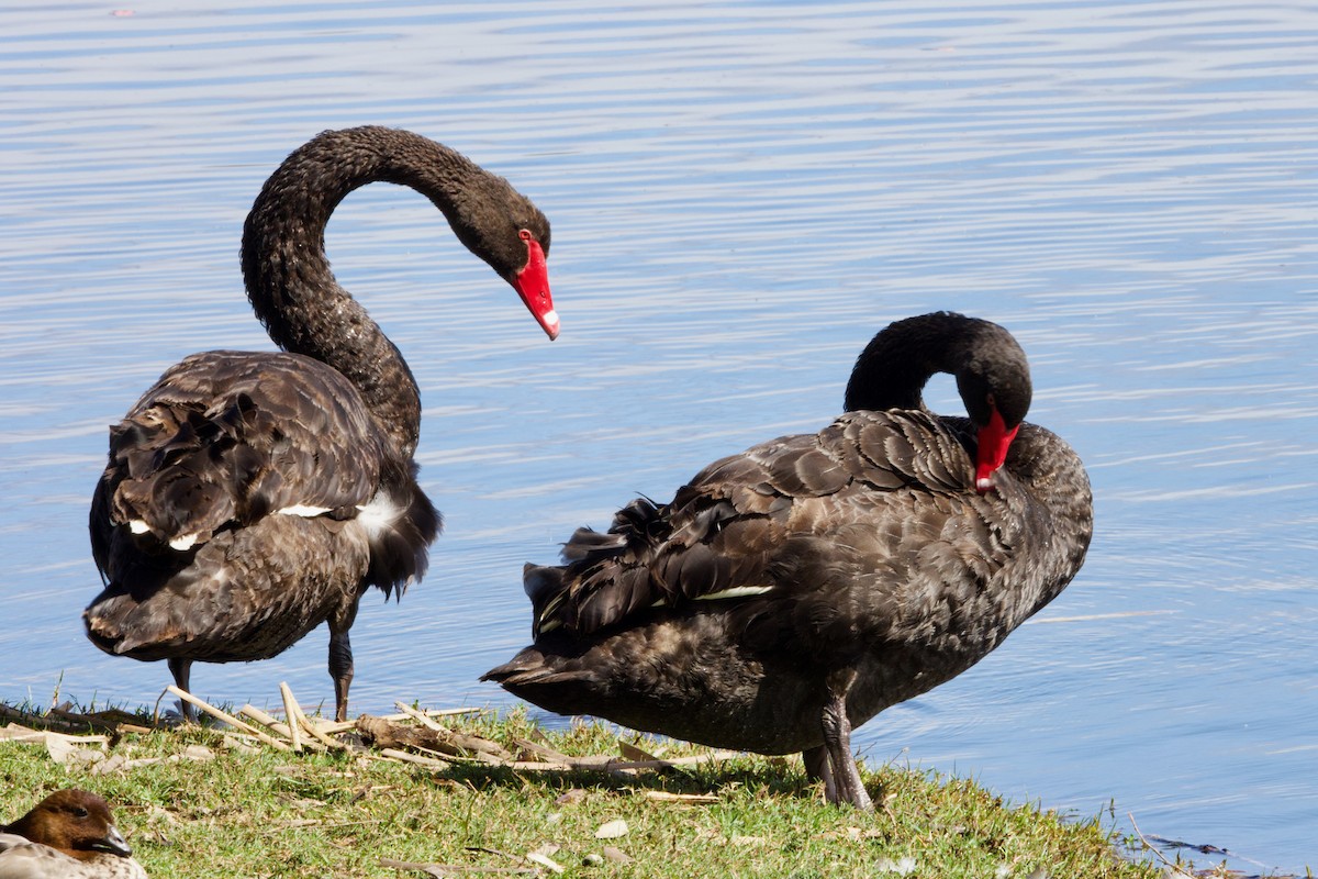 Black Swan - ML646439321