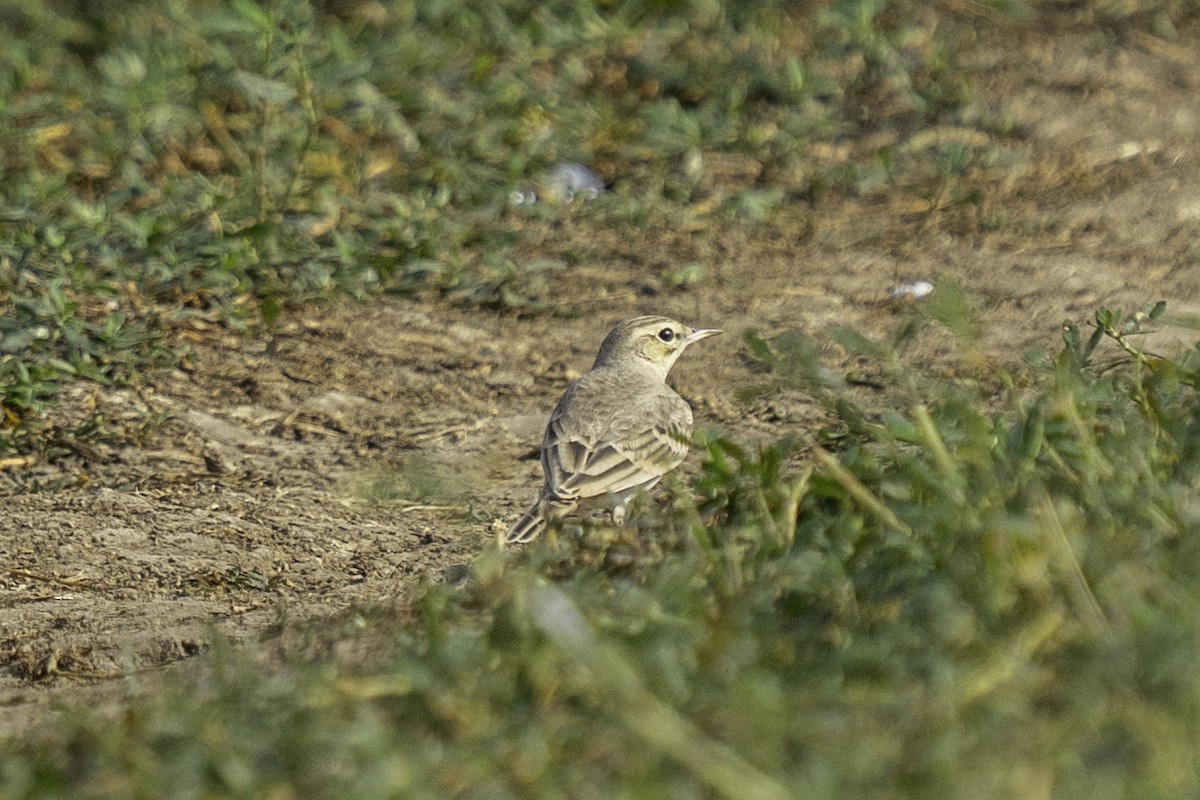 פפיון צהוב - ML646439322