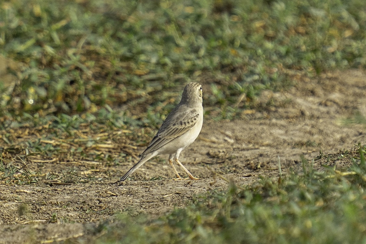 פפיון צהוב - ML646439323