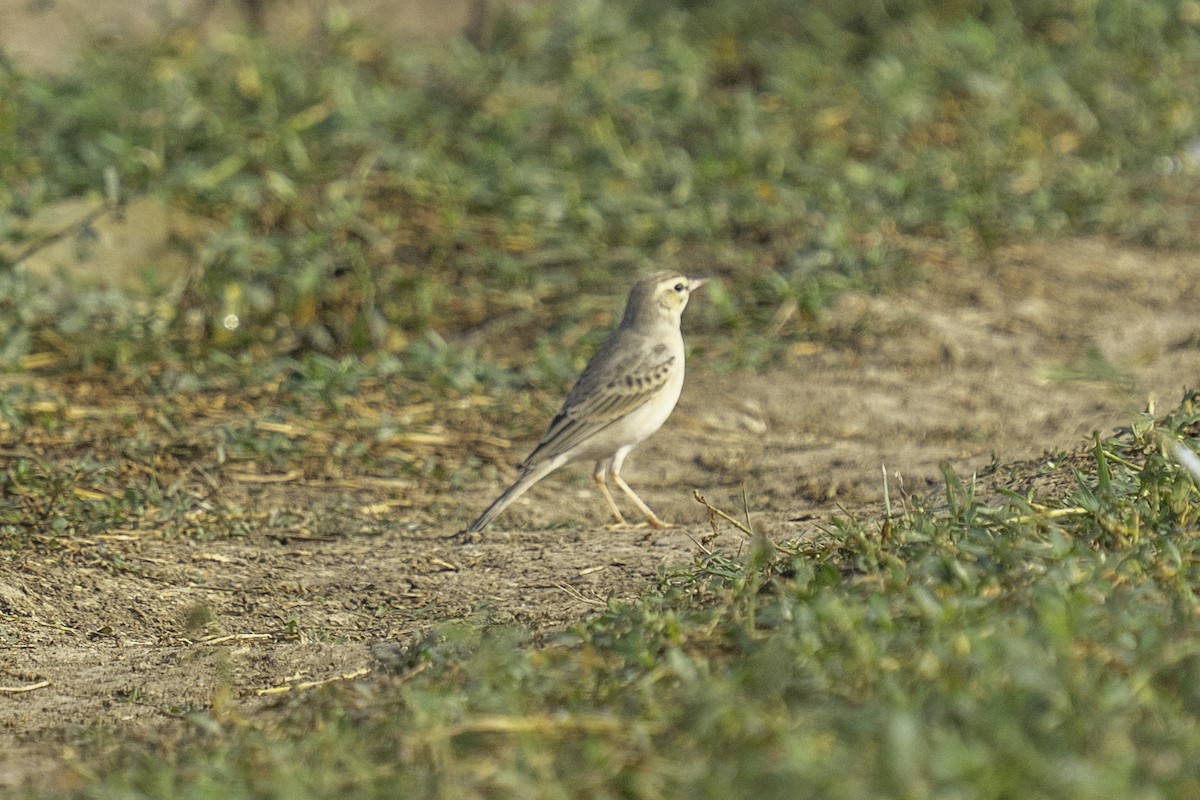פפיון צהוב - ML646439324