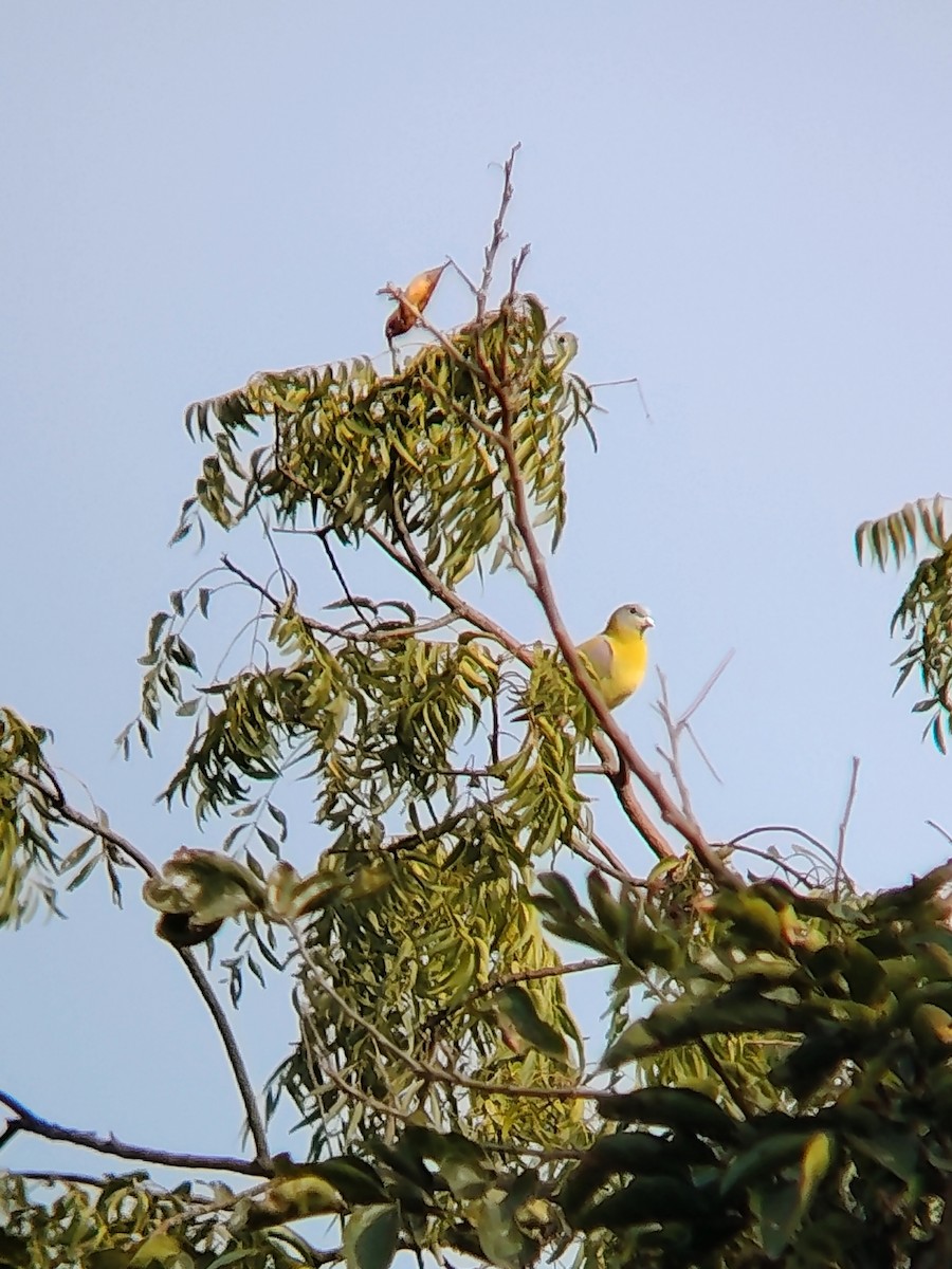 Vinago Patigualdo - ML646439326