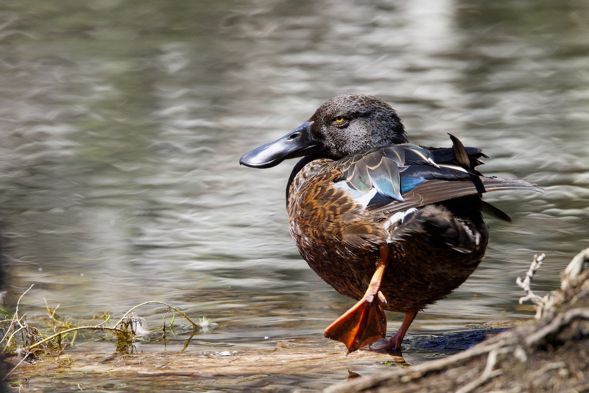 Cuchara Australiano - ML646439327