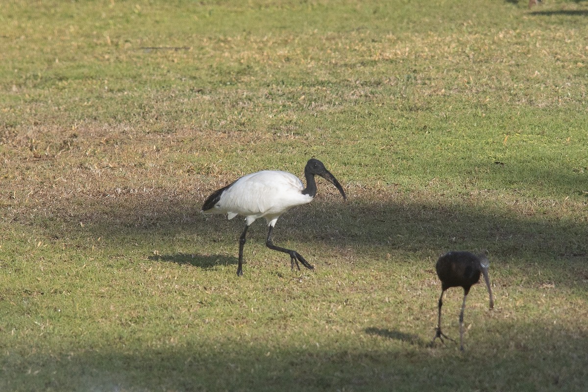 Ibis Sagrado - ML646439328