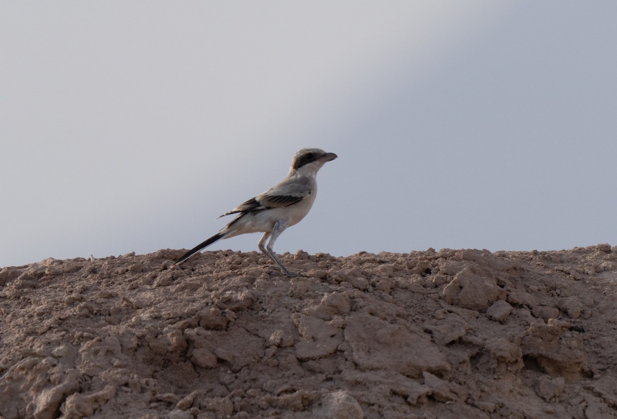 Alcaudón Norteño - ML646439329