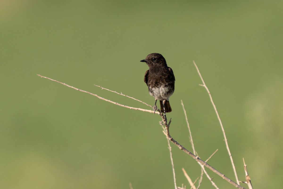 Tarabilla Pía - ML646439330