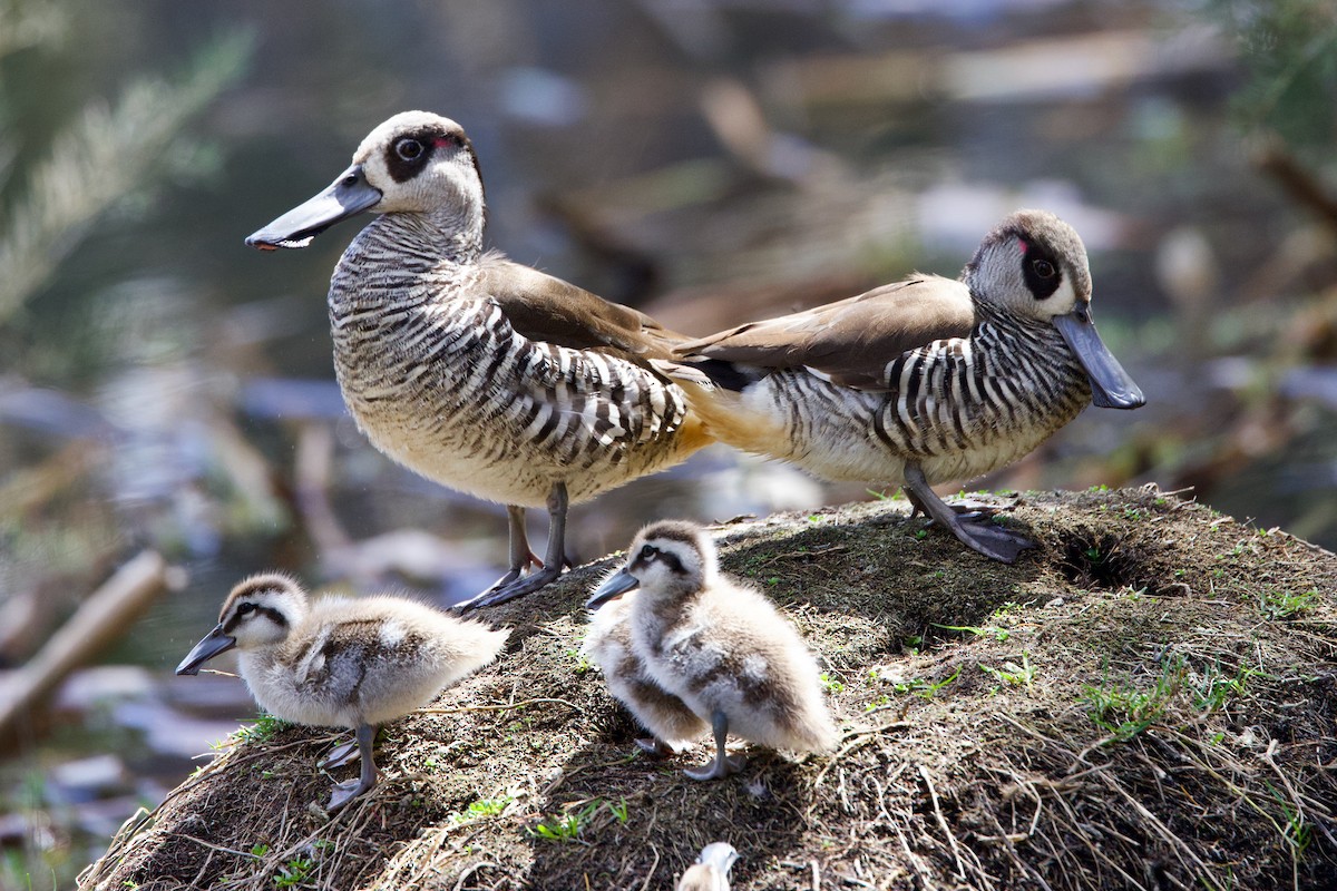 Pato Pachón - ML646439331