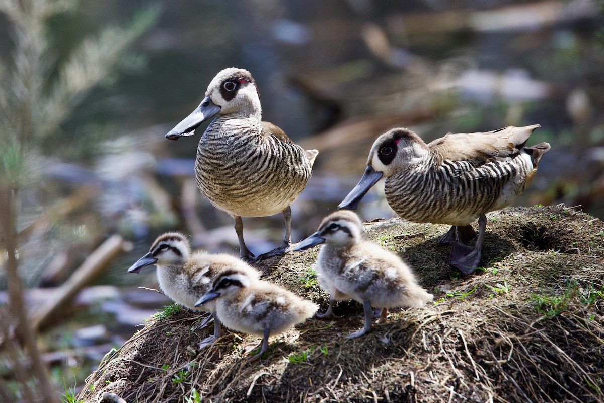 Pato Pachón - ML646439332