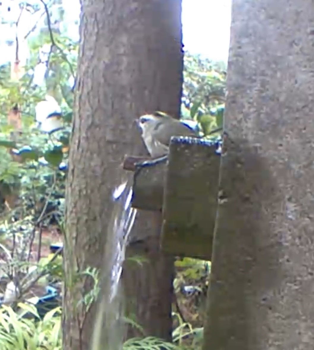 Reyezuelo Sátrapa - ML646439333