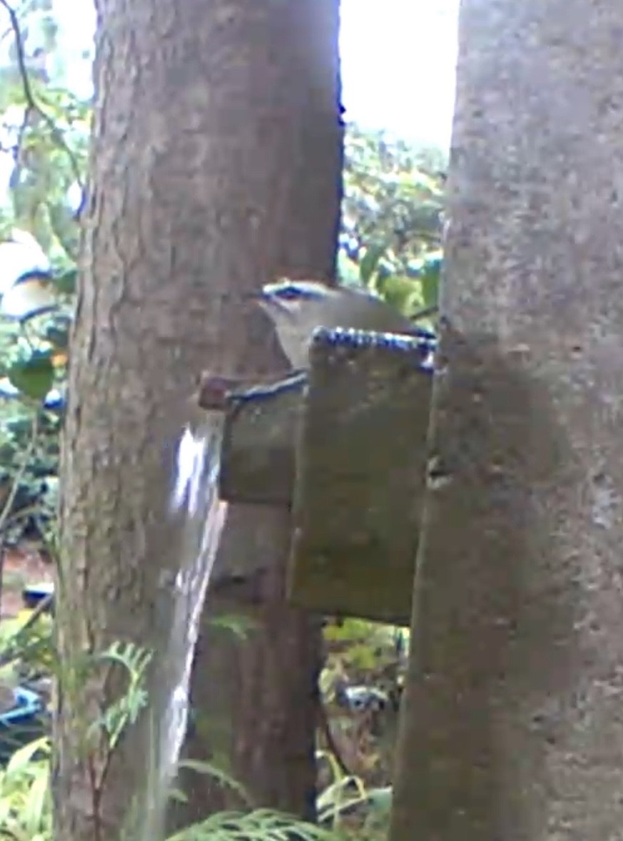 Reyezuelo Sátrapa - ML646439334