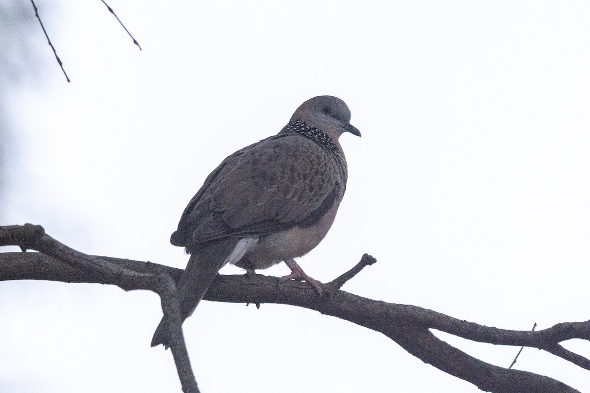 Tórtola Moteada - ML646439336