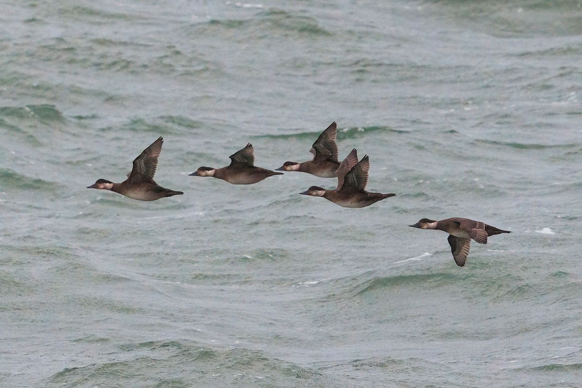 Negrón Común - ML646439337