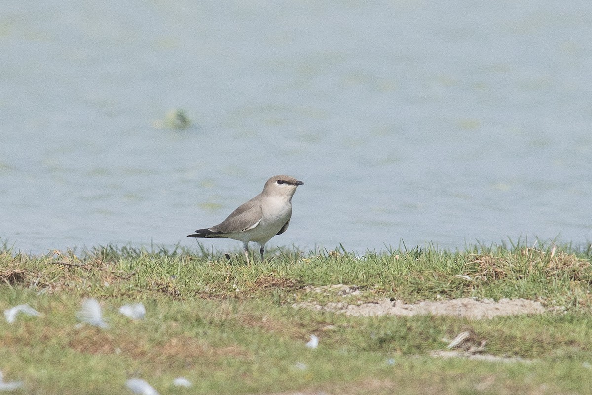 Canastera Chica - ML646439338