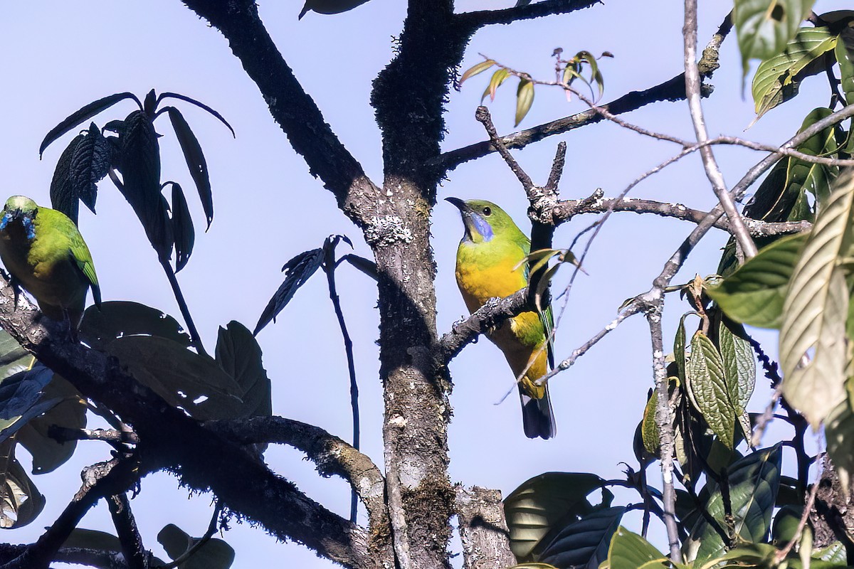 Verdín Ventrinaranja - ML646439339