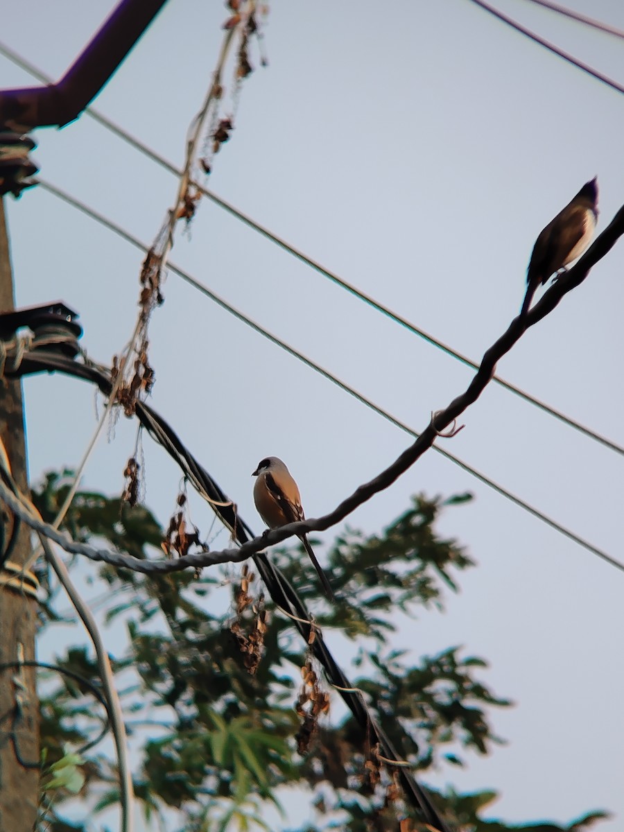 Alcaudón Schach - ML646439340