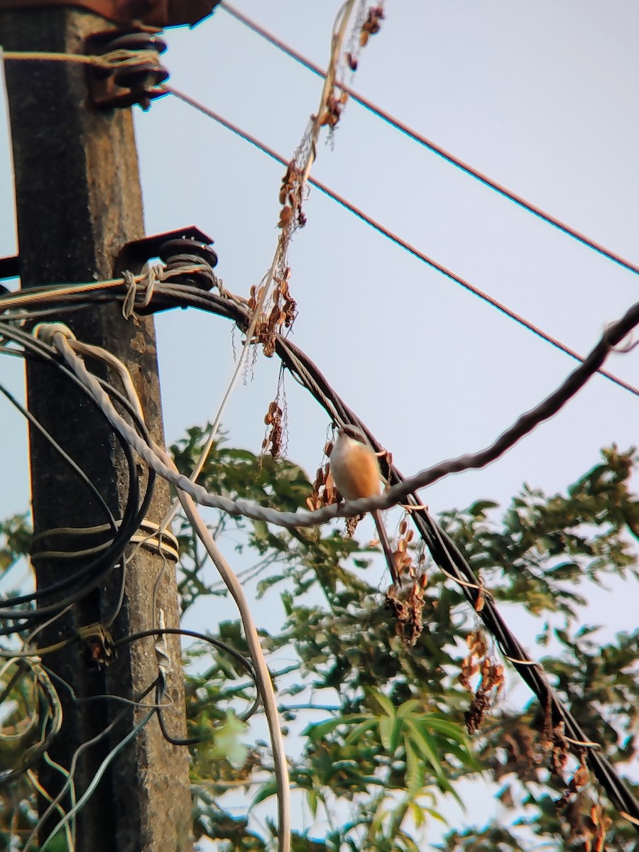 Alcaudón Schach - ML646439341