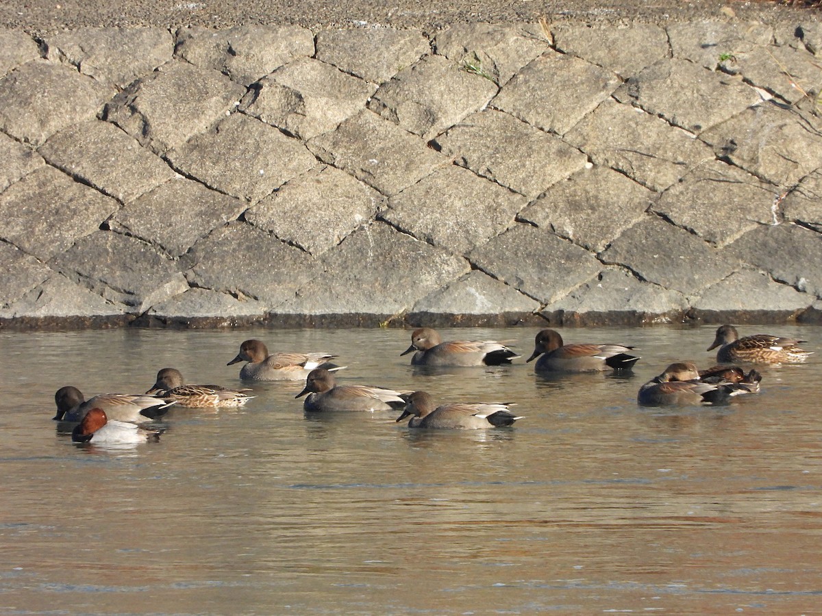 Ánade Friso - ML646439342