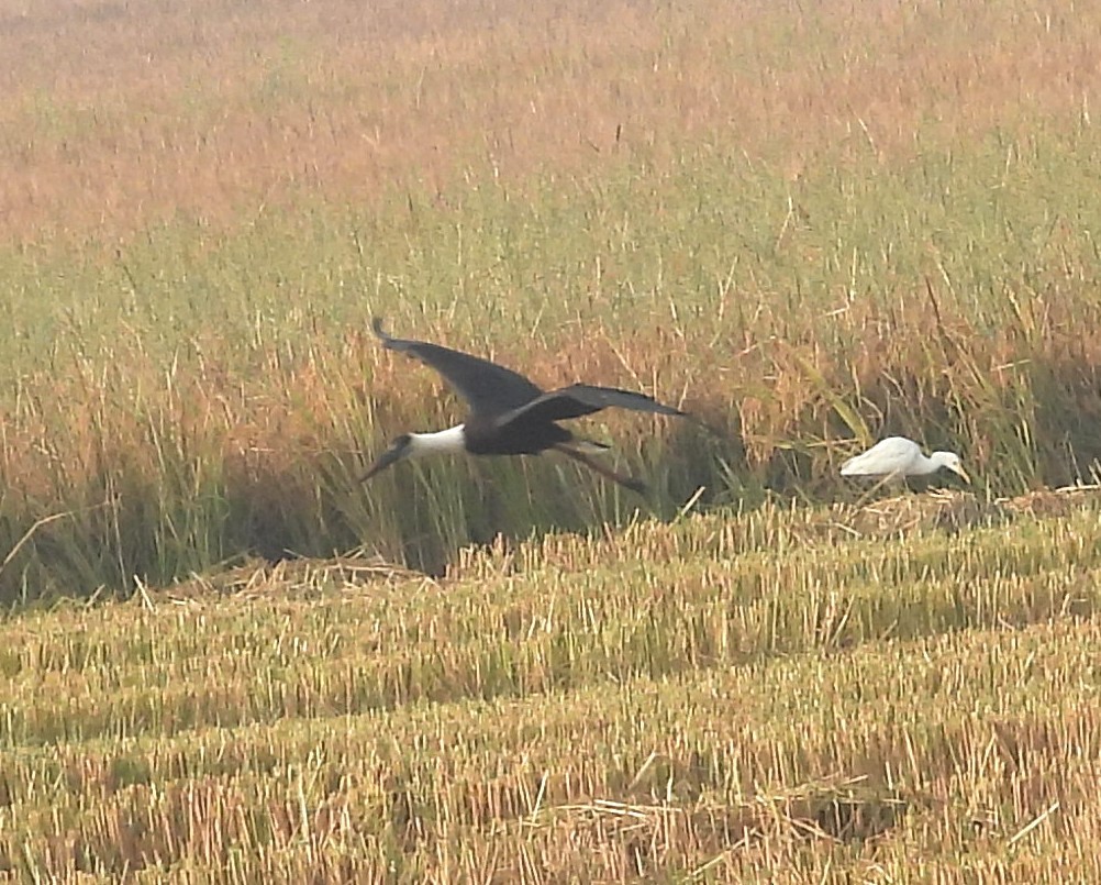 Cigüeña Lanuda Asiática - ML646439343