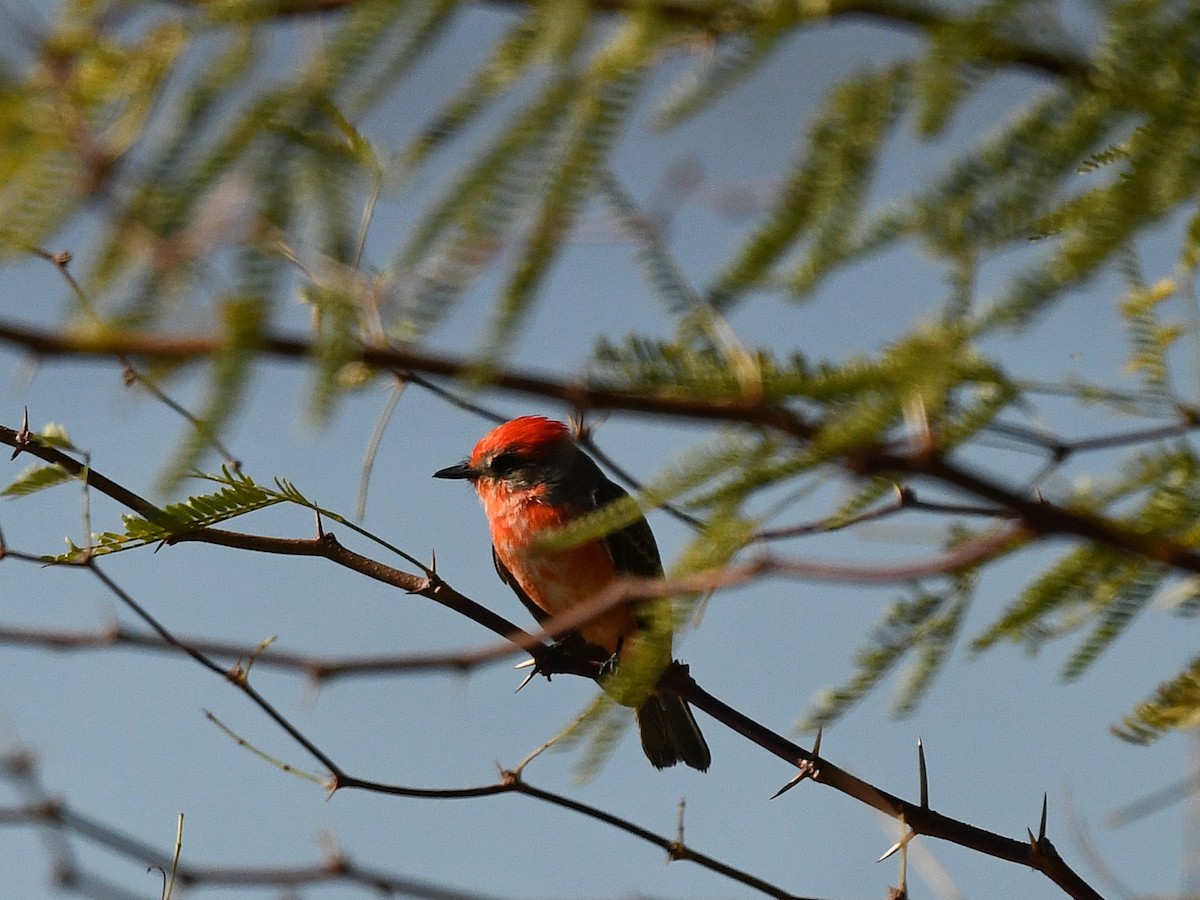 Mosquero Cardenal - ML646439344