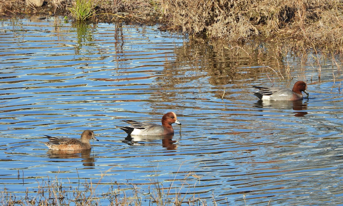 Silbón Europeo - ML646439345