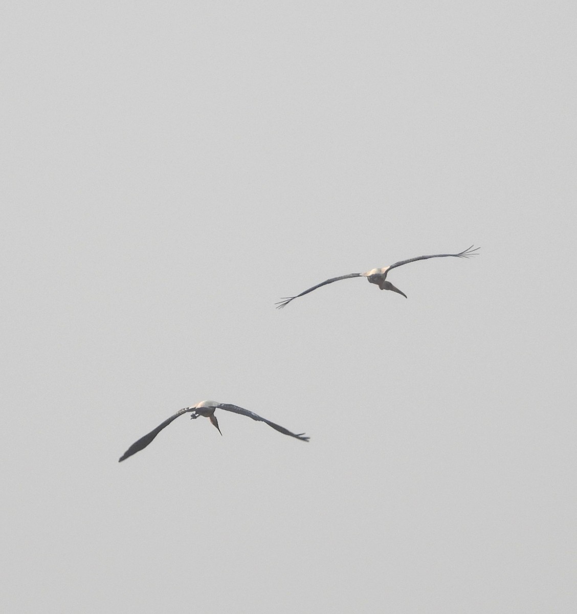 Tántalo Indio - ML646439347