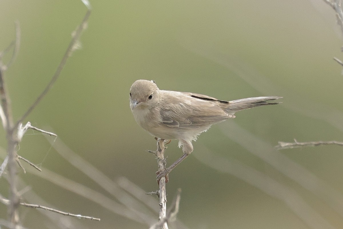 Curruca de Ménétries - ML646439348