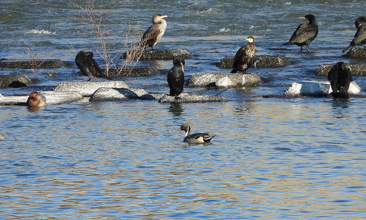 Northern Pintail - ML646439349