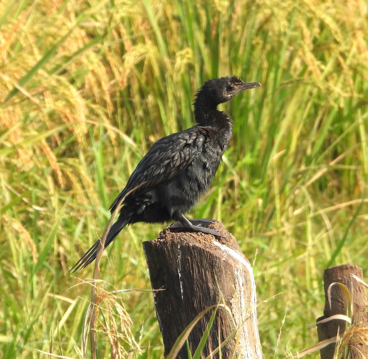 Little Cormorant - ML646439351
