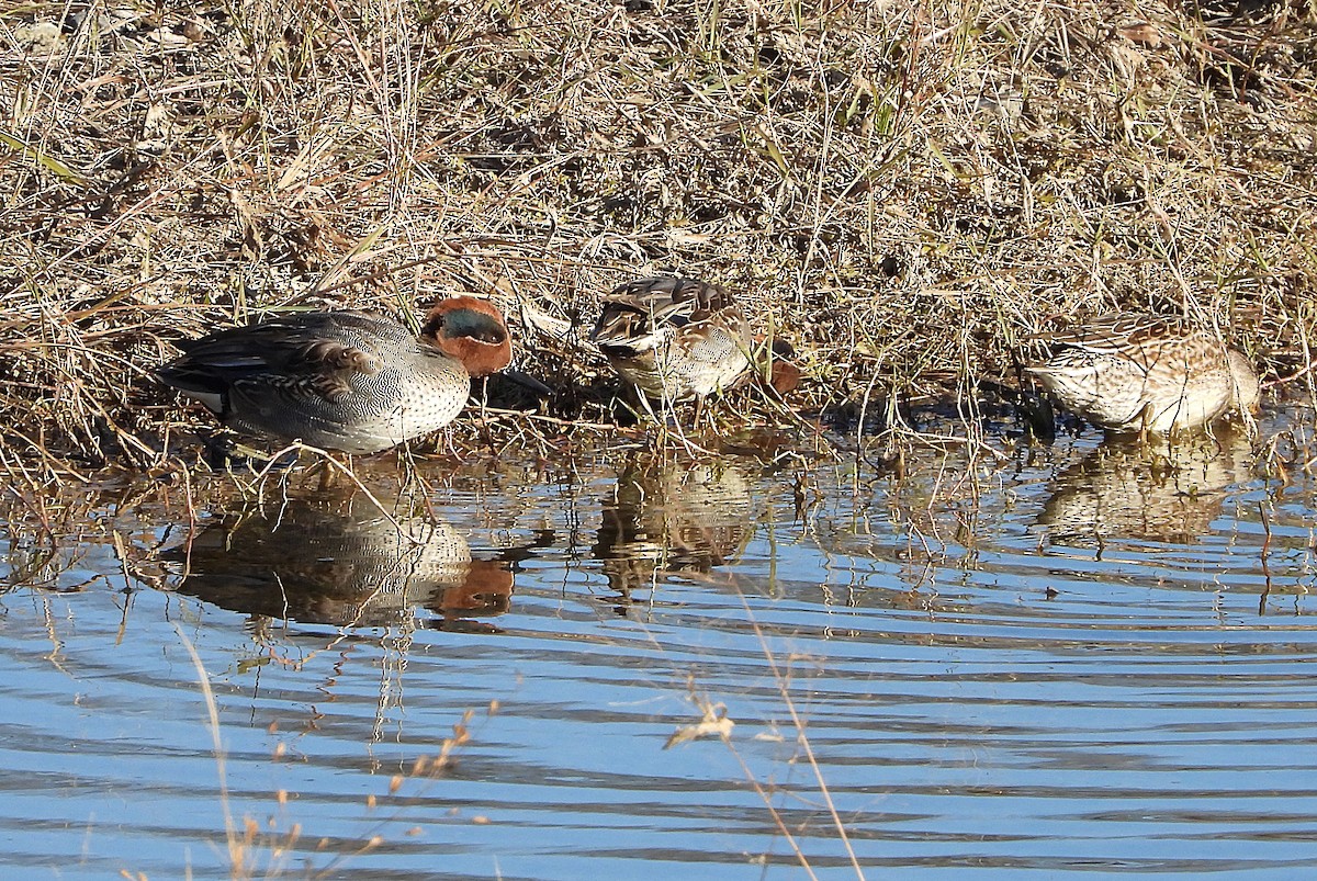 Green-winged Teal - ML646439352