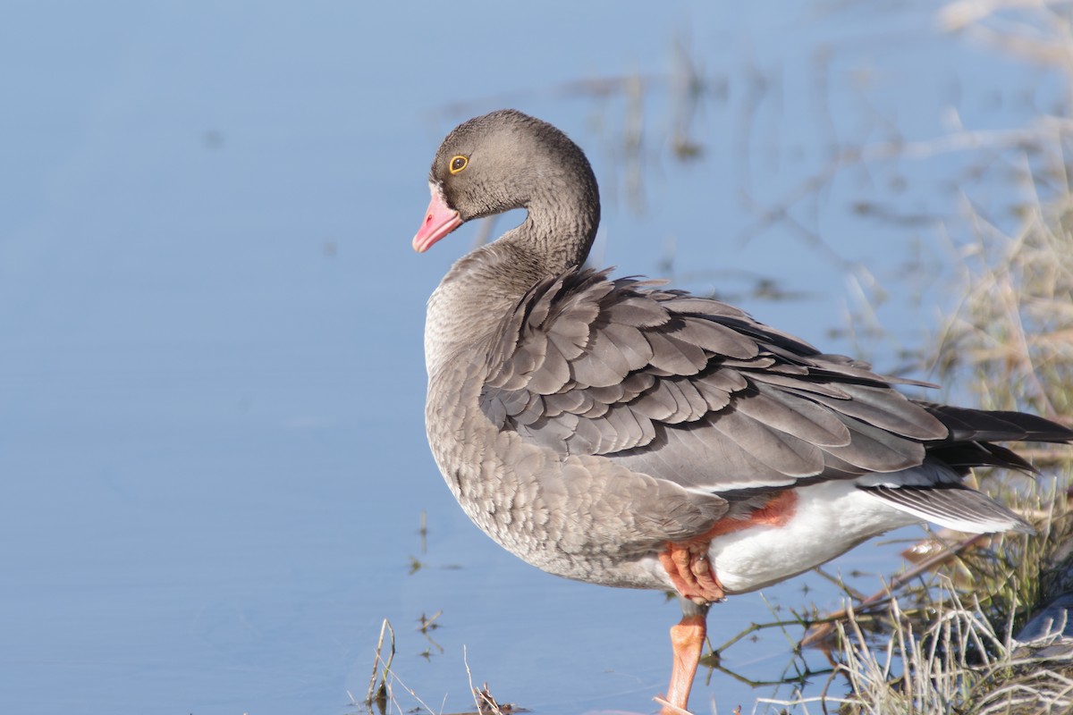 Lesser White-fronted Goose - ML646439353