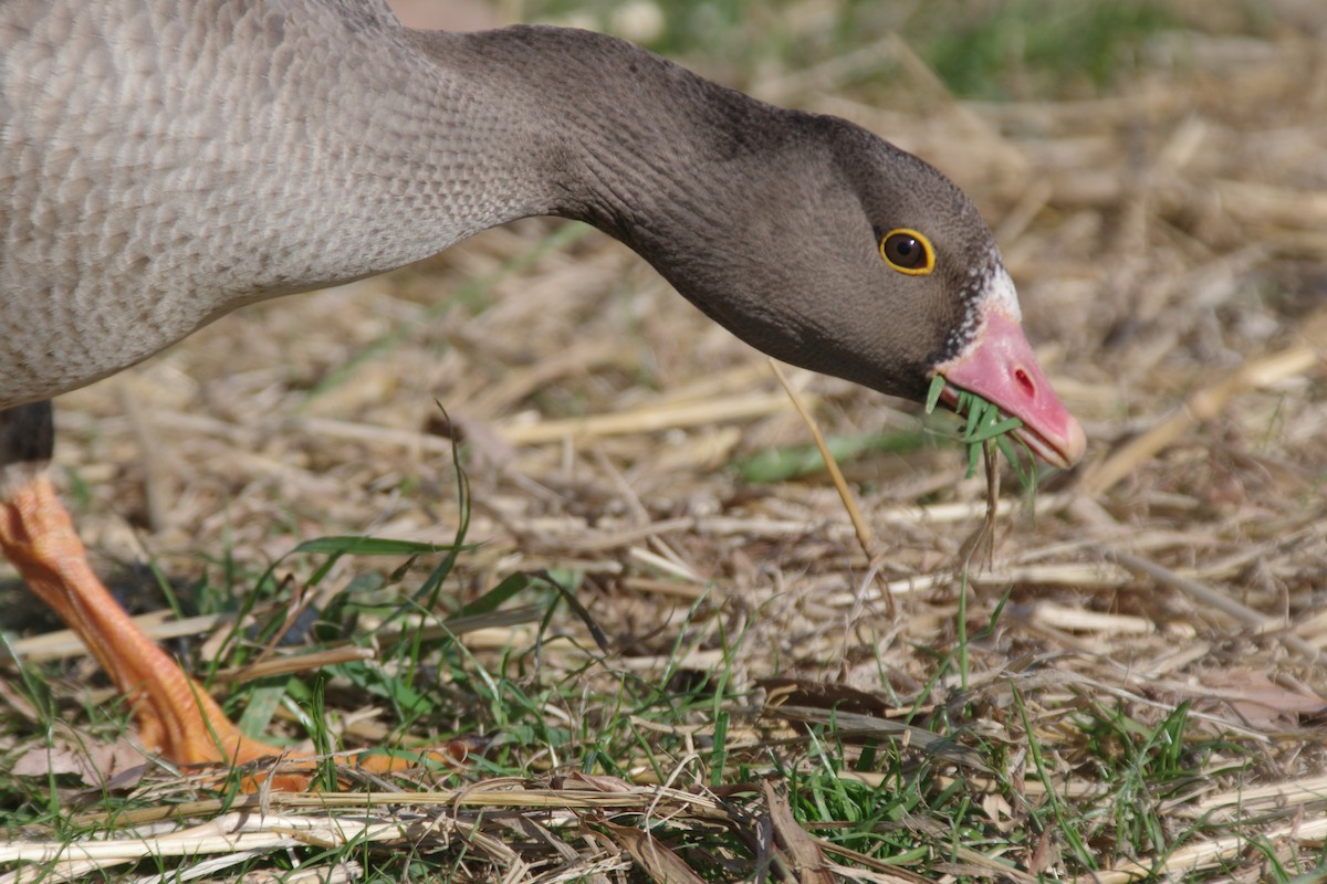 Lesser White-fronted Goose - ML646439354