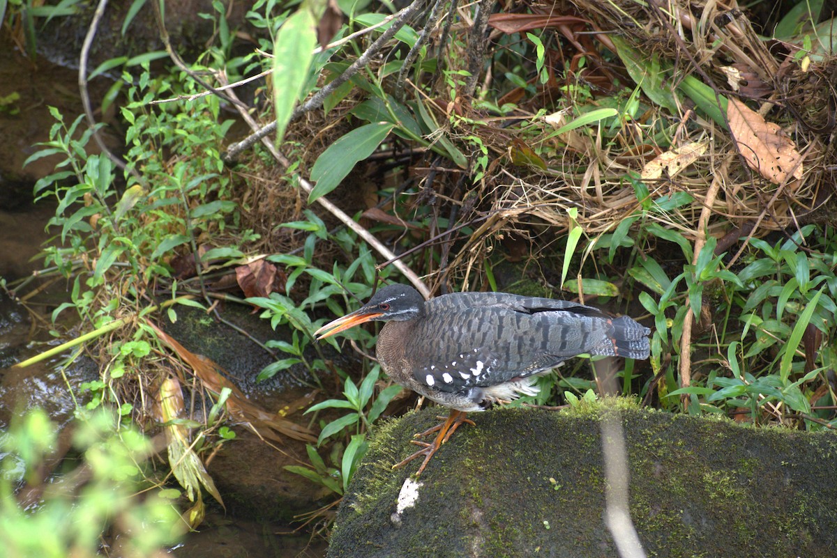 Sunbittern - ML646439355