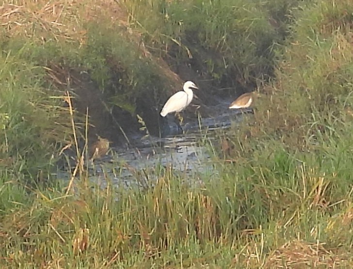 Aigrette garzette - ML646439356