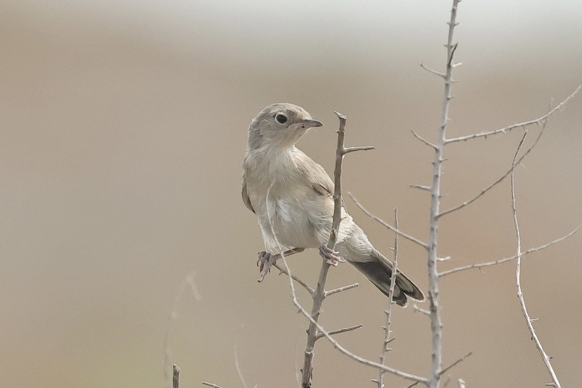 pěnice černolící - ML646439359