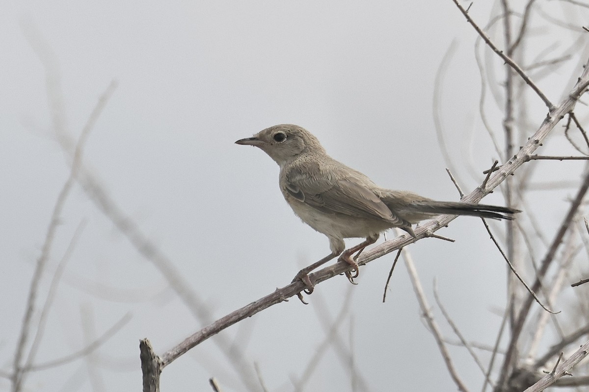 pěnice černolící - ML646439361