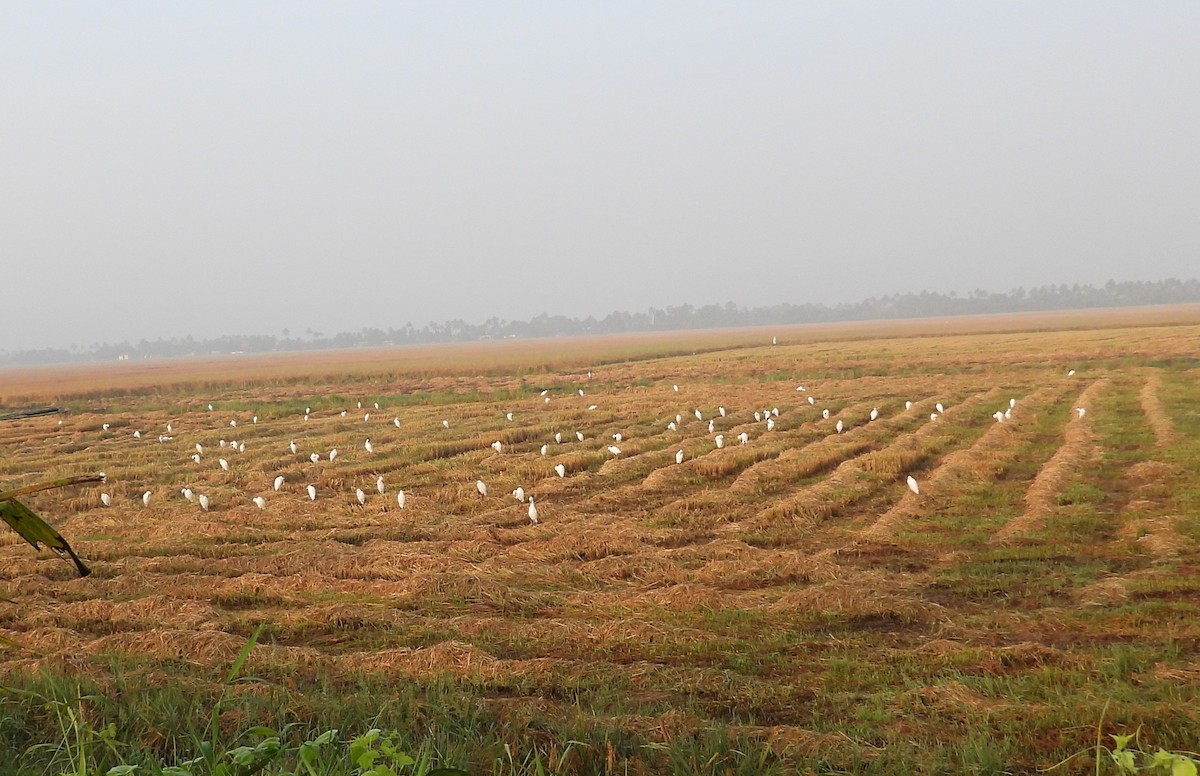 Eastern Cattle-Egret - ML646439362
