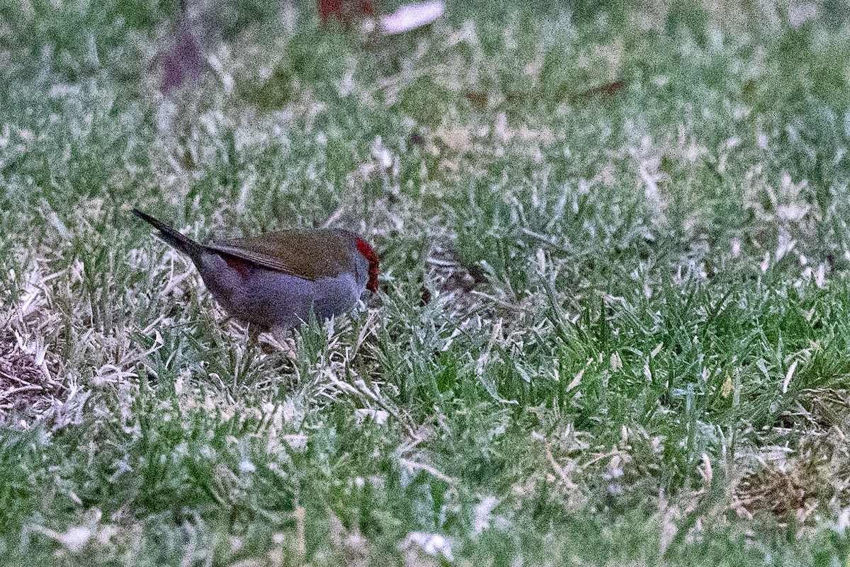 Red-browed Firetail - ML646439366