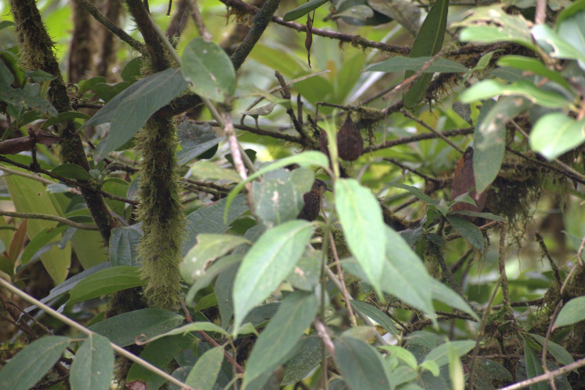 Spotted Barbtail - ML646439372