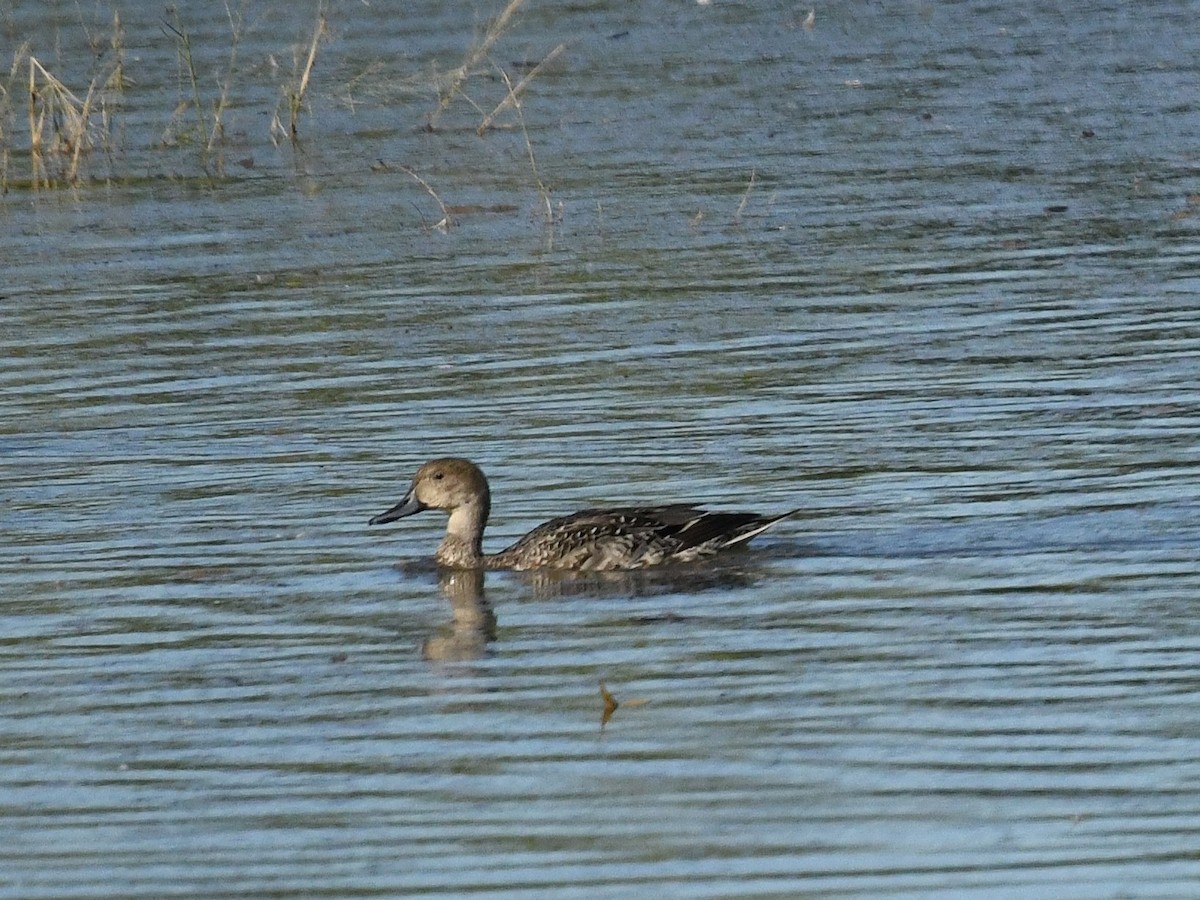 Northern Pintail - ML646439379