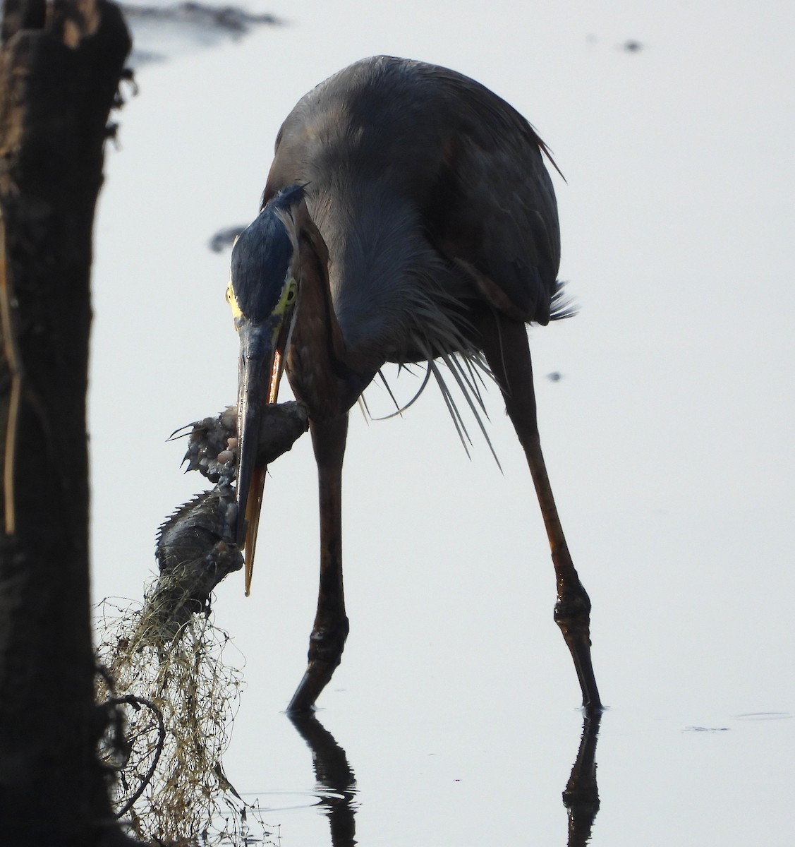 Зээрд дэглий - ML646439380