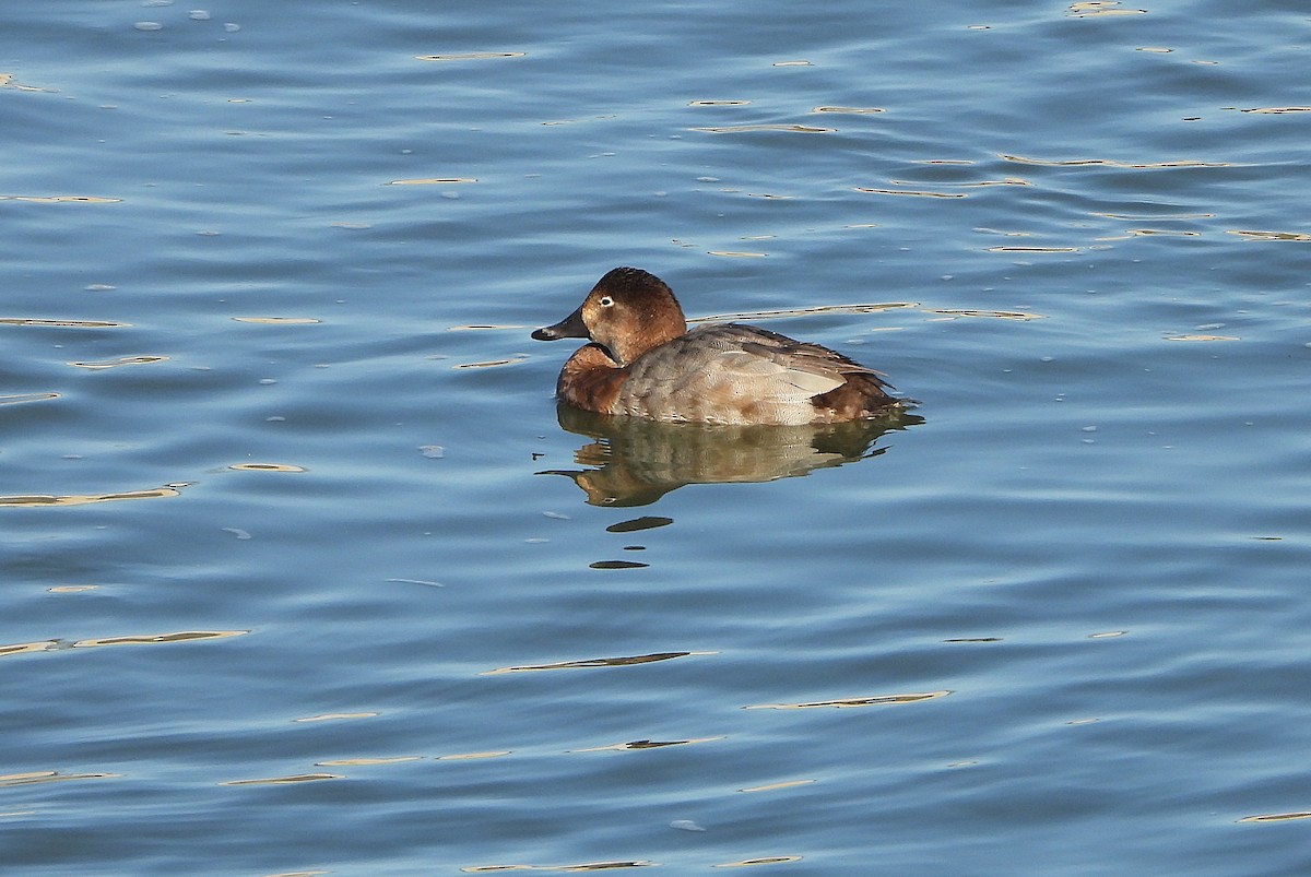 Common Pochard - ML646439384