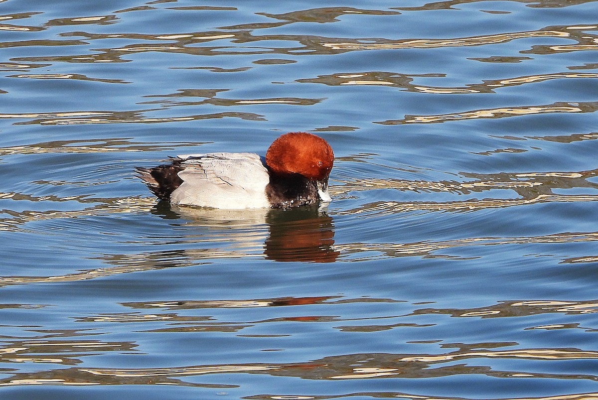 Common Pochard - ML646439385