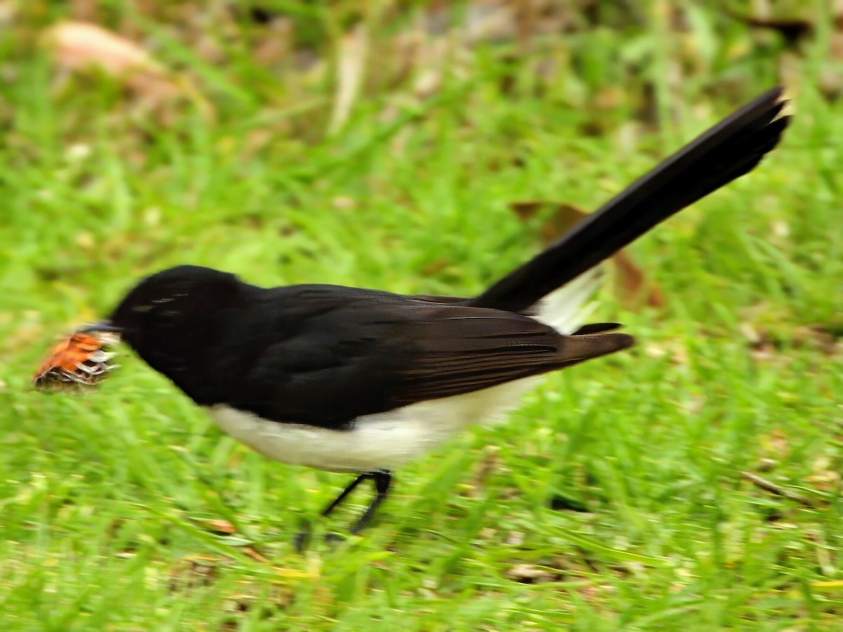 Willie-wagtail - ML646439386