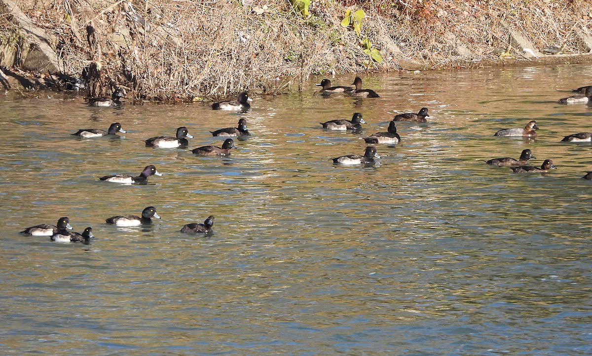 Tufted Duck - ML646439388
