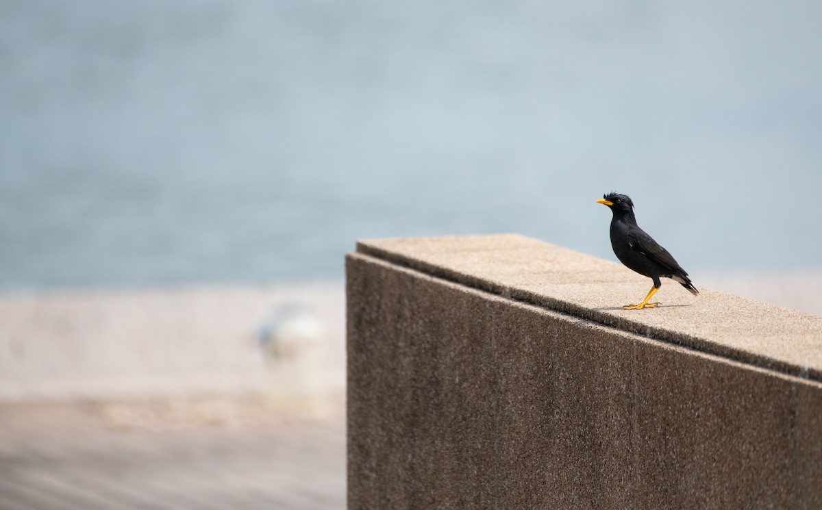 Great Myna - ML646439389