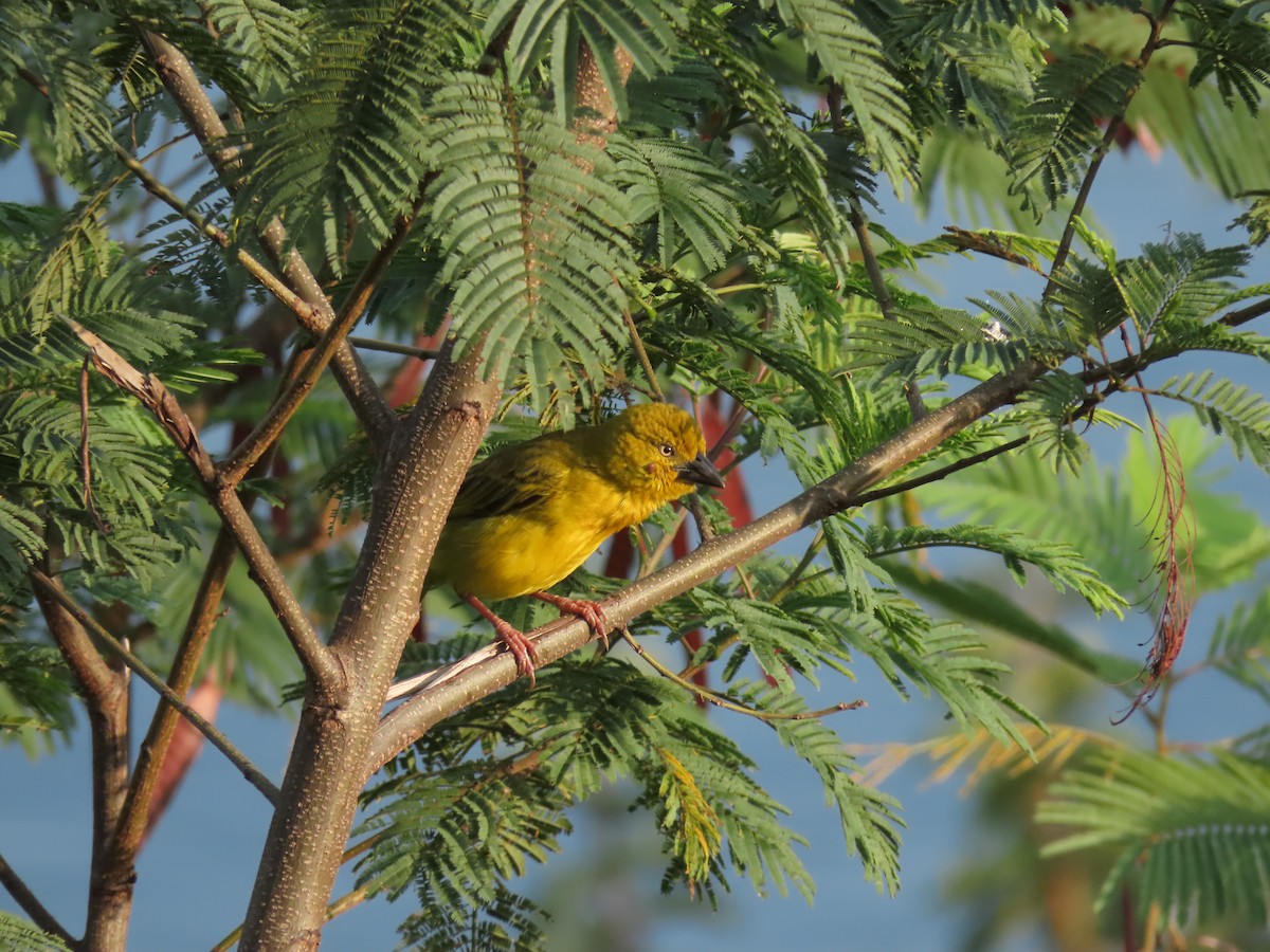 Holub's Golden-Weaver - ML646439390