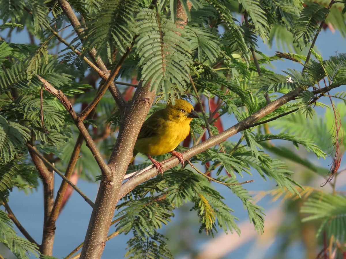 Holub's Golden-Weaver - ML646439391