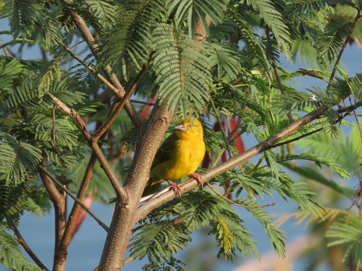 Holub's Golden-Weaver - ML646439392