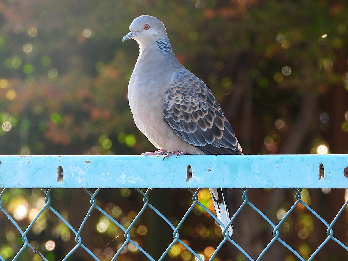Oriental Turtle-Dove - ML646439393
