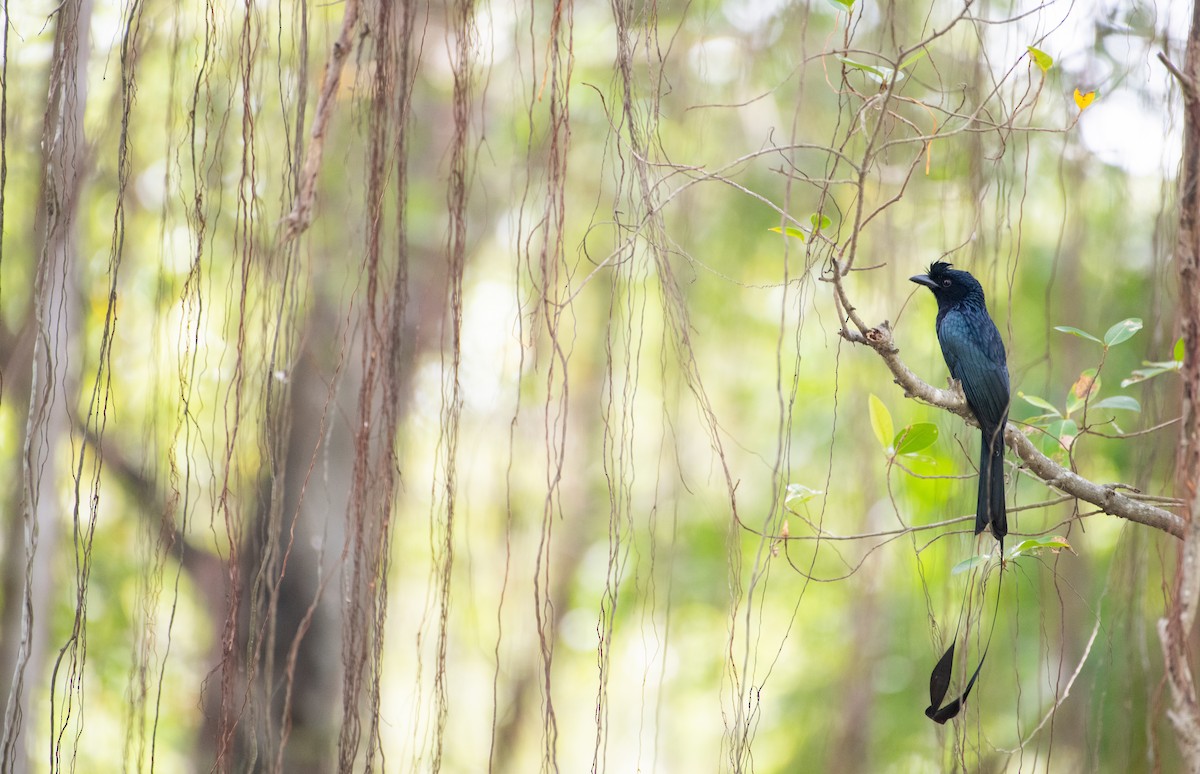 Greater Racket-tailed Drongo - ML646439395